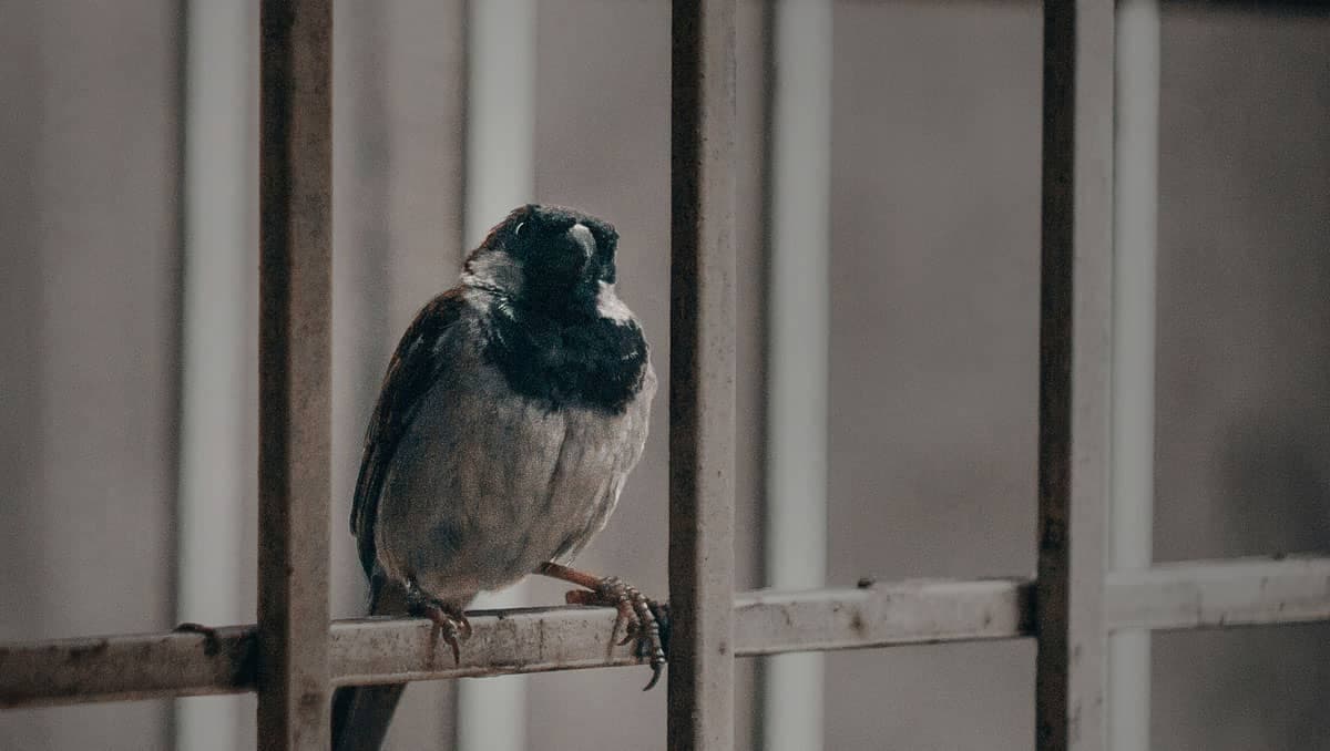 Bird in a prison cell