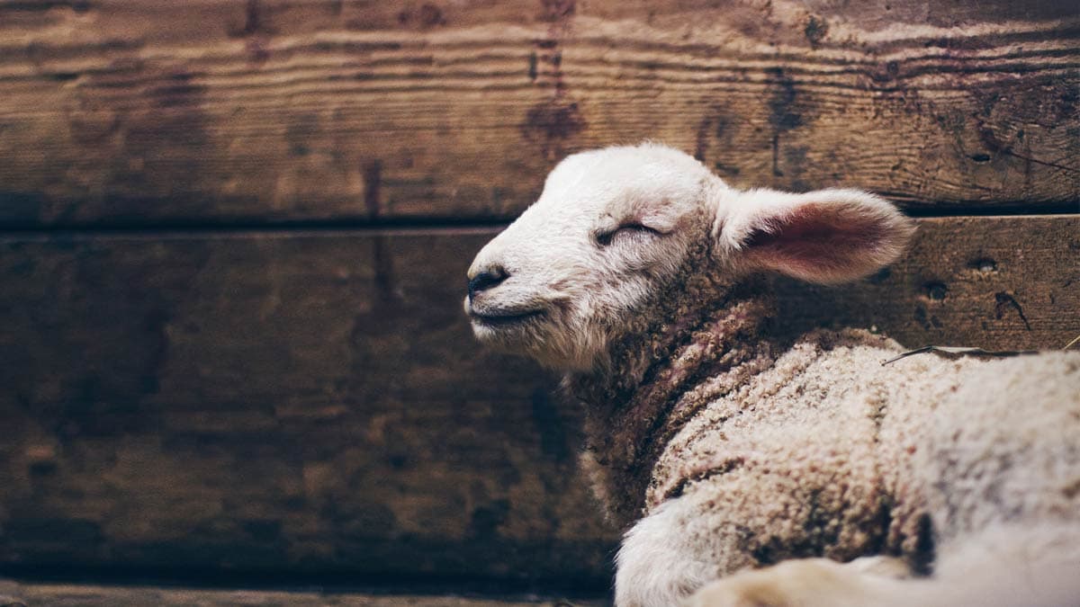 Sleeping lamb