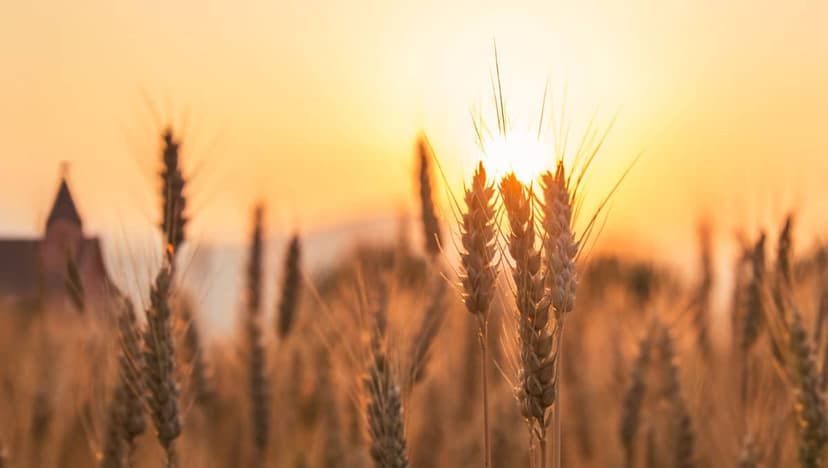 Field of harvest wheat with a church in the background