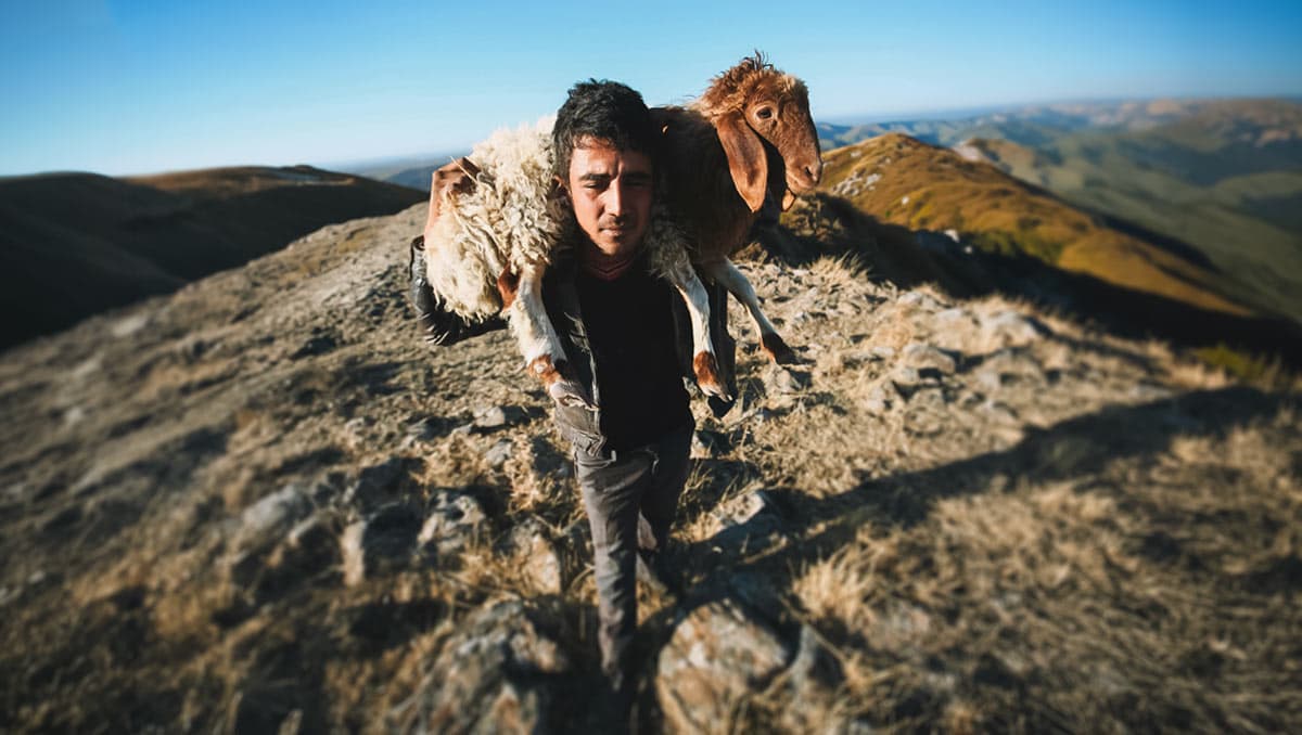 A shepherd carrying a sheep across a rugged mountain landscape at sunset, symbolizing Psalm 23 and God’s care, protection, and guidance
