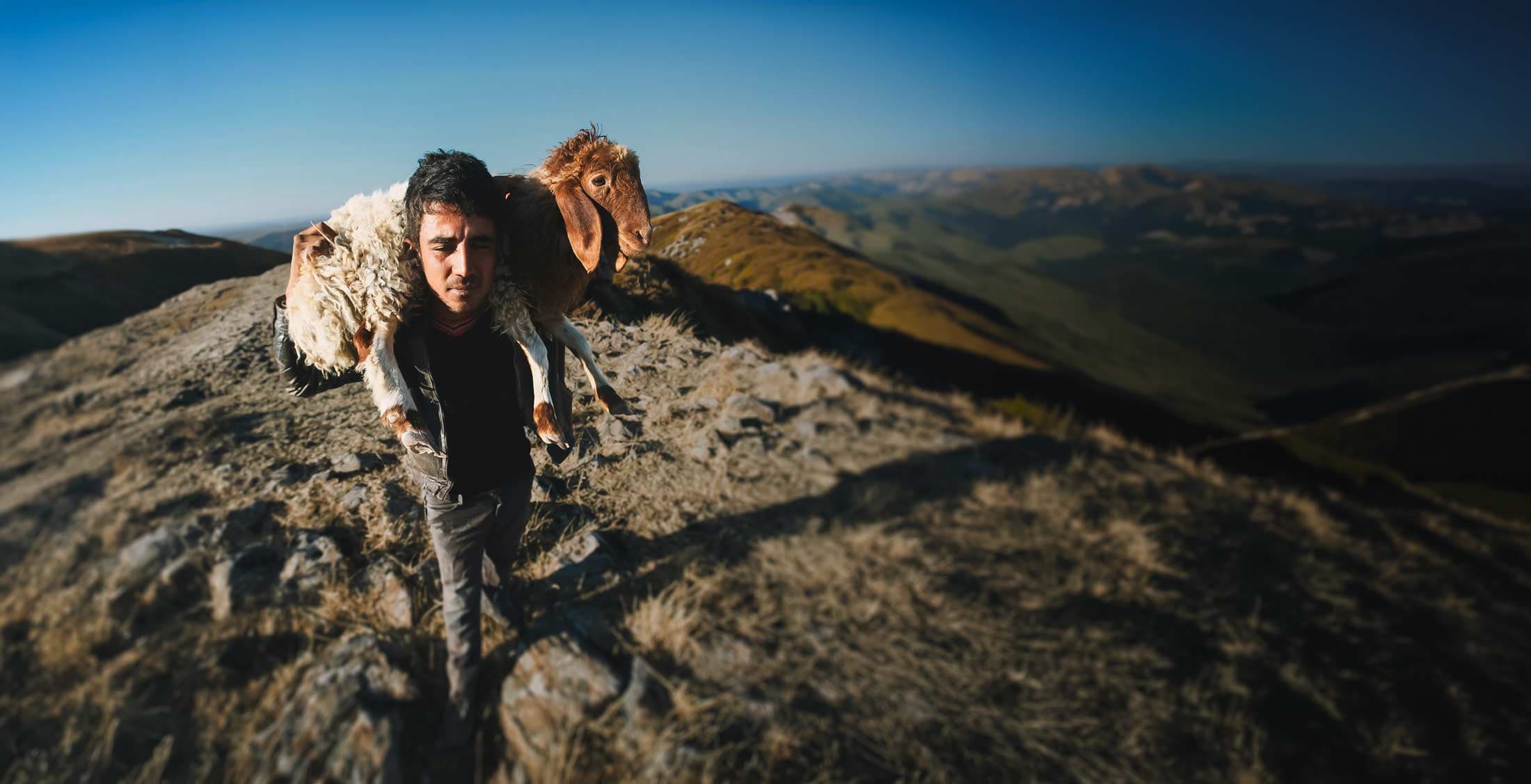 A young shepherd carrying a sheep on a mountain top
