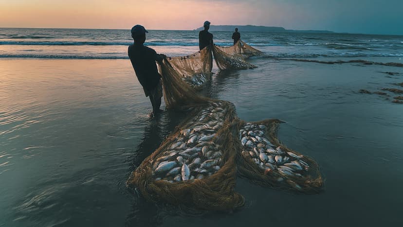 Three fishermen holding a large net full of fish are backlit by the sunset.