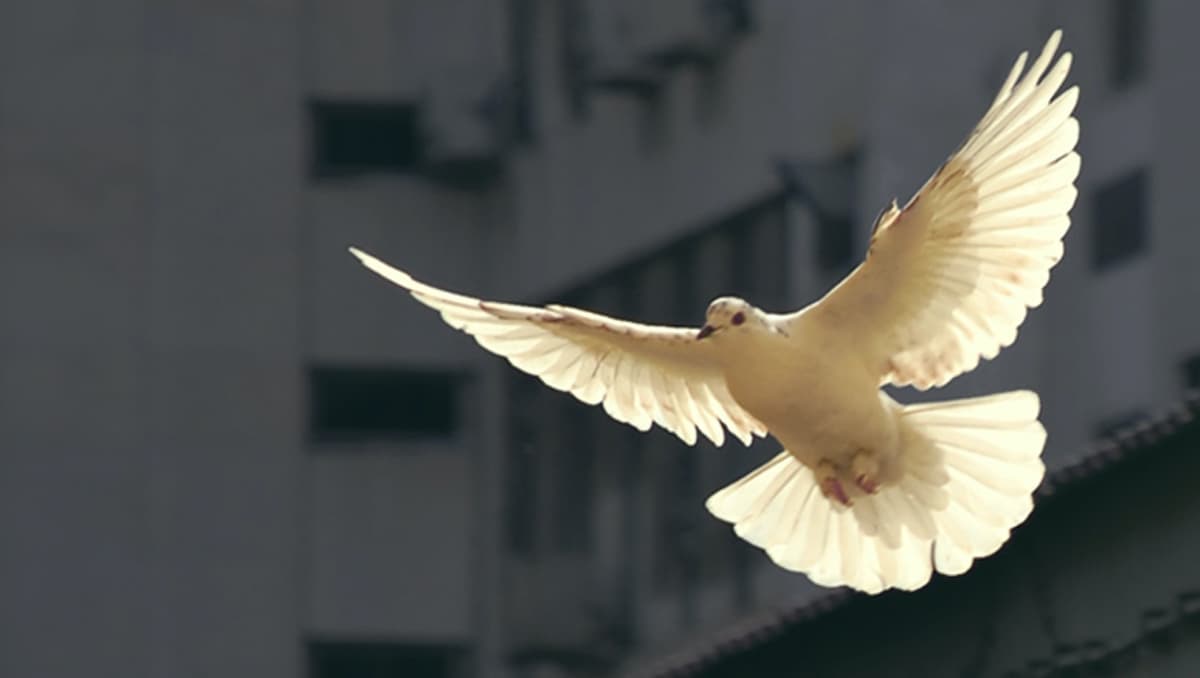 Can,Jesus,Be,Messiah,if,He,Didn’t,Bring,Peace? Featured Image