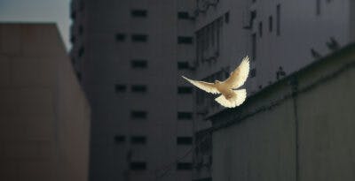 Dove flying