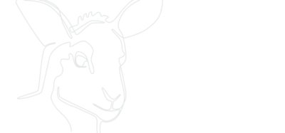 drawing of a sheep
