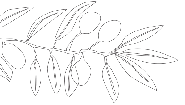 drawing of an olive branch