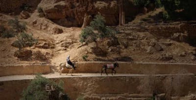 donkeys in Jerusalem